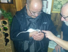 Gysi und die Ratte